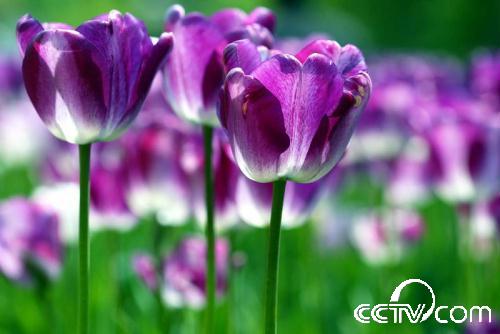 美得发颤 穿行在荷兰郁金香花海_CCTV.com_